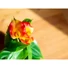 Kép 7/8 - EUROPALMS Mini Calla, artificial plant, yellow-orange, 43cm