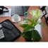 Kép 2/8 - EUROPALMS Mini Calla, artificial plant, white, 43cm