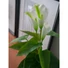 Kép 3/8 - EUROPALMS Mini Calla, artificial plant, white, 43cm