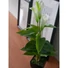 Kép 4/8 - EUROPALMS Mini Calla, artificial plant, white, 43cm