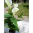 Kép 6/8 - EUROPALMS Mini Calla, artificial plant, white, 43cm