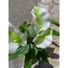 Kép 7/8 - EUROPALMS Mini Calla, artificial plant, white, 43cm