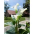 Kép 8/8 - EUROPALMS Mini Calla, artificial plant, white, 43cm