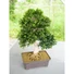 Kép 2/6 - EUROPALMS Bonsai, artificial plant, 61 cm