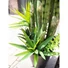 Kép 2/8 - EUROPALMS Succulent-Mix, artificial plant, 190cm