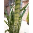 Kép 5/8 - EUROPALMS Succulent-Mix, artificial plant, 190cm