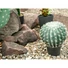 Kép 3/6 - EUROPALMS Barrel Cactus, artificial plant, 34cm