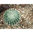 Kép 4/6 - EUROPALMS Barrel Cactus, artificial plant, 34cm