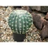 Kép 5/6 - EUROPALMS Barrel Cactus, artificial plant, 34cm