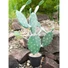 Kép 3/8 - EUROPALMS Nopal cactus, artificial plant, 76cm