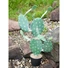 Kép 5/8 - EUROPALMS Nopal cactus, artificial plant, 76cm