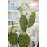 Kép 3/3 - EUROPALMS Nopal cactus, artificial plant, 75cm