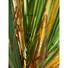 Kép 6/8 - EUROPALMS Bulrush, artificial plant, 150cm