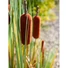 Kép 8/8 - EUROPALMS Bulrush, artificial plant, 150cm
