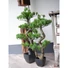 Kép 5/8 - EUROPALMS Pine Bonsai, artificial plant, 95cm