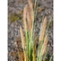 Kép 3/8 - EUROPALMS Fountain grass, artificial, 120cm