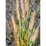 Kép 4/8 - EUROPALMS Fountain grass, artificial, 120cm