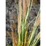 Kép 5/8 - EUROPALMS Fountain grass, artificial, 120cm
