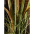 Kép 7/7 - EUROPALMS Wild growth, artificial, 120cm