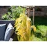 Kép 3/8 - EUROPALMS Reed Grass Bunch, artificial, 118cm