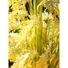 Kép 6/8 - EUROPALMS Reed Grass Bunch, artificial, 118cm