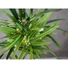 Kép 4/7 - EUROPALMS Cyprus Grass, artificial, 76cm