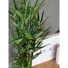 Kép 5/7 - EUROPALMS Cyprus Grass, artificial, 76cm