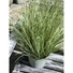Kép 7/8 - EUROPALMS Ornamental grass, artificial, 65cm