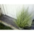 Kép 8/8 - EUROPALMS Ornamental grass, artificial, 65cm