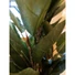 Kép 6/8 - EUROPALMS Rubber Tree, artificial plant, 120cm