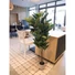 Kép 7/8 - EUROPALMS Rubber Tree, artificial plant, 120cm