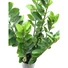 Kép 2/4 - EUROPALMS Zamifolia, artificial plant, 70cm