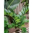 Kép 3/4 - EUROPALMS Zamifolia, artificial plant, 70cm