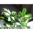 Kép 5/8 - EUROPALMS Schefflera, artificial,120cm