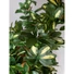 Kép 7/8 - EUROPALMS Schefflera, artificial,120cm