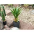 Kép 3/6 - EUROPALMS Agave plant with pot, artificial plant, 75cm