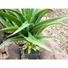 Kép 4/6 - EUROPALMS Agave plant with pot, artificial plant, 75cm