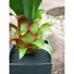 Kép 5/6 - EUROPALMS Agave plant with pot, artificial plant, 75cm