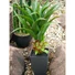 Kép 6/6 - EUROPALMS Agave plant with pot, artificial plant, 75cm