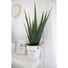 Kép 3/6 - EUROPALMS Aloe Vera Plant, artificial plant, 60cm