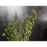 Kép 5/8 - EUROPALMS Evergreen shrub with grass, artificial plant, 120cm