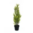 Kép 1/8 - EUROPALMS Cypress, Leyland, artificial plant, 60cm