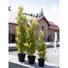Kép 7/8 - EUROPALMS Cypress, Leyland, artificial plant, 60cm