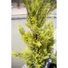 Kép 8/8 - EUROPALMS Cypress, Leyland, artificial plant, 60cm