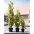 Kép 4/8 - EUROPALMS Cypress, Leyland, artificial plant,  90cm
