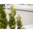 Kép 6/8 - EUROPALMS Cypress, Leyland, artificial plant,  90cm