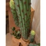 Kép 8/8 - EUROPALMS Mexican Cactus, artificial plant, green, 117cm