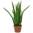 Kép 1/3 - EUROPALMS Aloe Vera Plant, artificial plant, 63cm