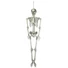 Kép 1/5 - EUROPALMS Halloween Skeleton, 150 cm