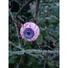 Kép 6/8 - EUROPALMS Halloween Eyeballs, 5cm Ø, 4x